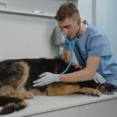 Curso de Auxiliar de Veterinário e Banho e Tosa