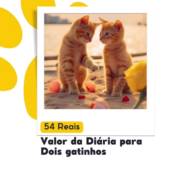 Diária para 2 gatos