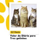 Diária para 3 gatos