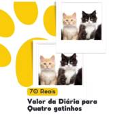 Diária para 4 gatos 