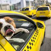 Taxi Dog