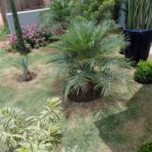 Manutenção Jardim
