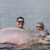 Nadar com Boto em Manaus