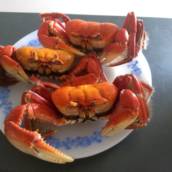 Caranguejo Inteiro (pré-cozido) - Bauru
