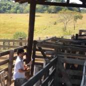 Veterinário