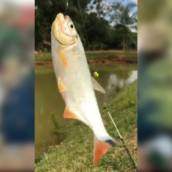 Peixe - Dourado
