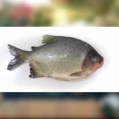 Peixe - Pacu