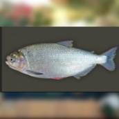 Peixe - Matrinchã