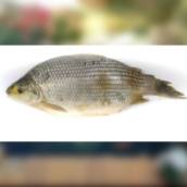 Peixe - Curimba