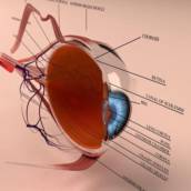 Retina e Vítreo