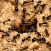 Controle de Formigas