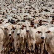Compra e Venda de Vacas e Bois