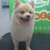 Tosa em cachorro