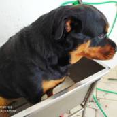 Banho em cachorro de porte grande