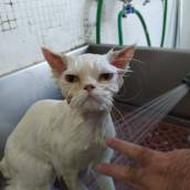 Banho em gato