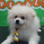 Banho em cachorro