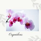 Orquídeas
