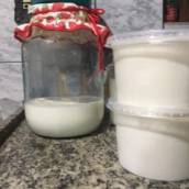 Grão de kefir 