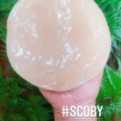 Scoby