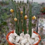 Cactos 