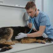 Atendimento Veterinário em Bauru