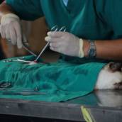 Cirurgia Pet em Bauru