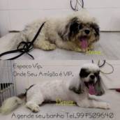 Banho e Tosa - Higiene e Beleza para Seu Pet - Itanhaém/SP