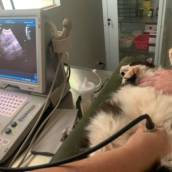 Ultrassom Veterinário - Diagnóstico Preciso para Seu Pet em Assis, SP