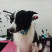 Traga seu Pet na Tia Ângela! 