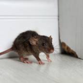 Controle de ratos em São Caetano do Sul 