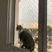 Tela de proteção para animais