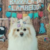 Banho e Tosa