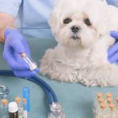 Consulta Veterinária