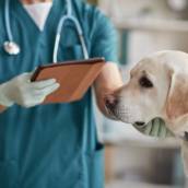 Atendimento Veterinário