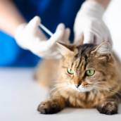 Vacinação para Gatos