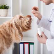 Farmácia Veterinária