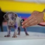 Socorro Veterinário em Bauru 