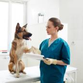 Medico Veterinário Para Socorro a Domicilio em Bauru 