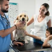 Consulta Veterinária em Bauru 