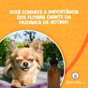 Produtos florais