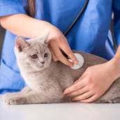 Consulta veterinária em São Manuel