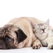 Clínica Geral veterinária para Cães e Gatos