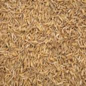 Casca de Arroz – Substrato Ecológico e Eficiente para Melhorar o Solo em Marília/SP