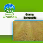 grama Esmeralda para jardinagem 