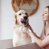 Hidratação Pet com Máscara – PETBEL em Avaré SP
