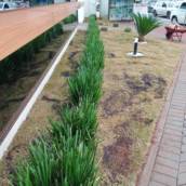 Poda Ornamental