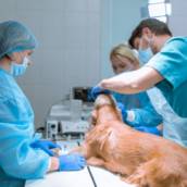 Cirurgia Veterinária para Cães e Gatos