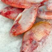 Venda de peixe fresco em Tonantins 