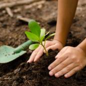 Plantio de mudas e plantas