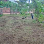 Limpeza de terrenos 